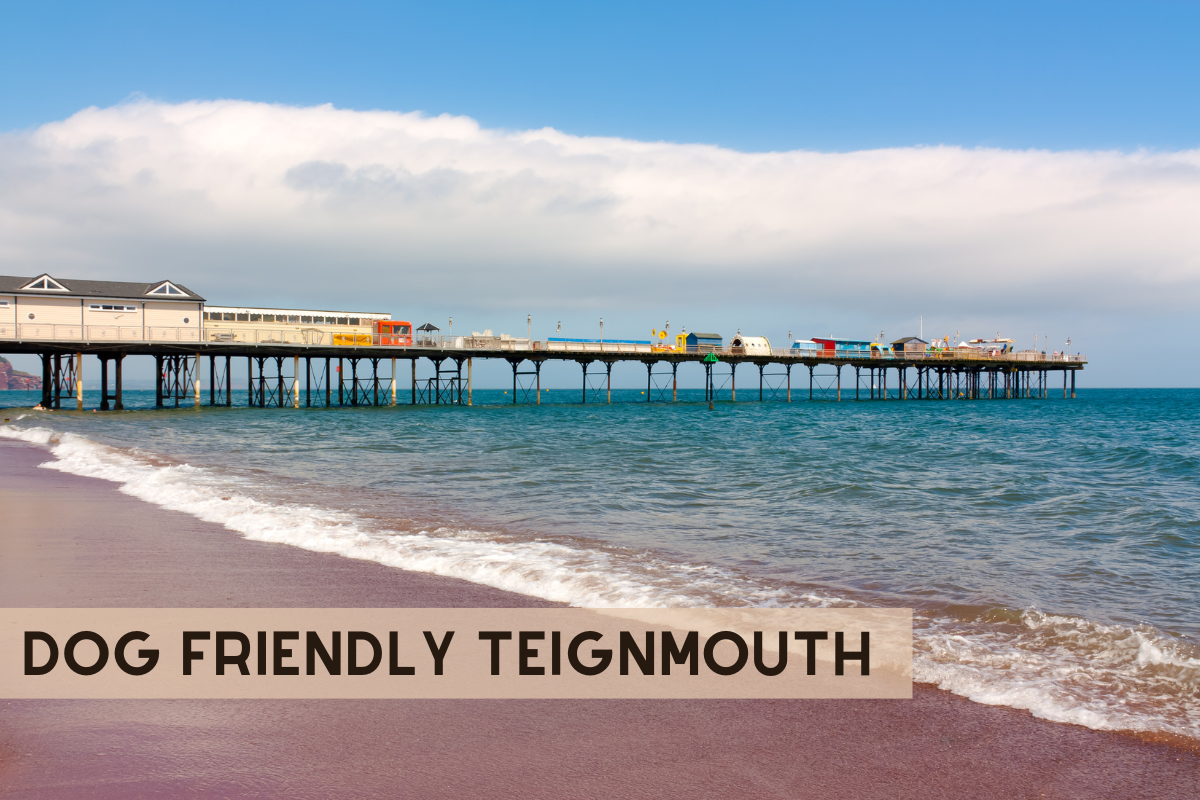 Dog Friendly Teignmouth 